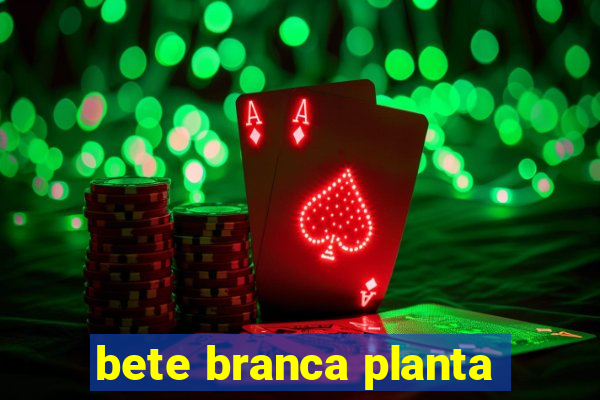 bete branca planta