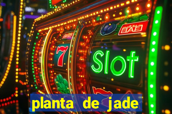 planta de jade significado espiritual