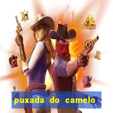 puxada do camelo jogo do bicho