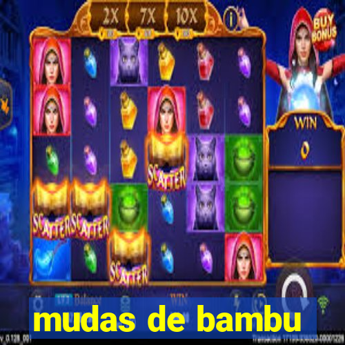 mudas de bambu