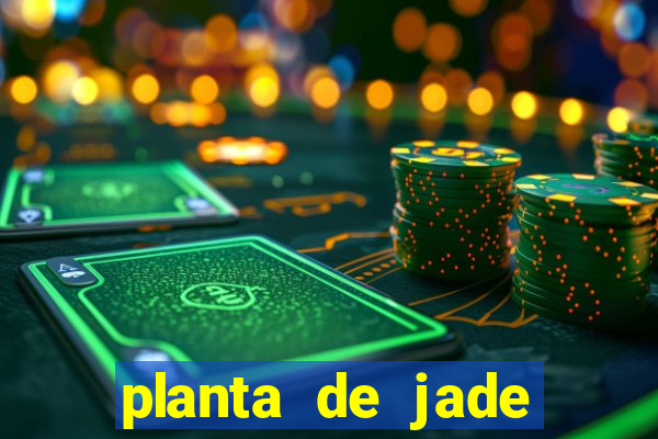 planta de jade significado espiritual